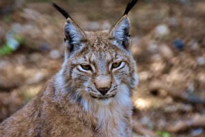 lince