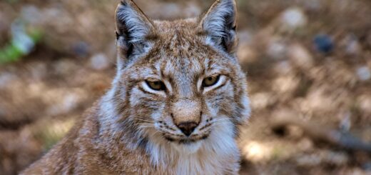 lince