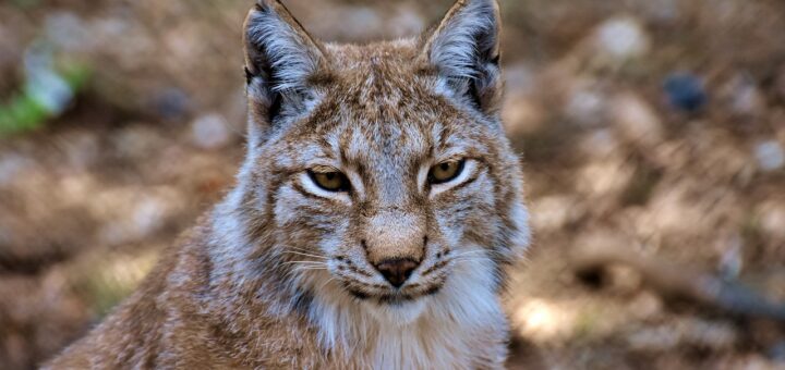 lince