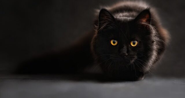 gatto nero