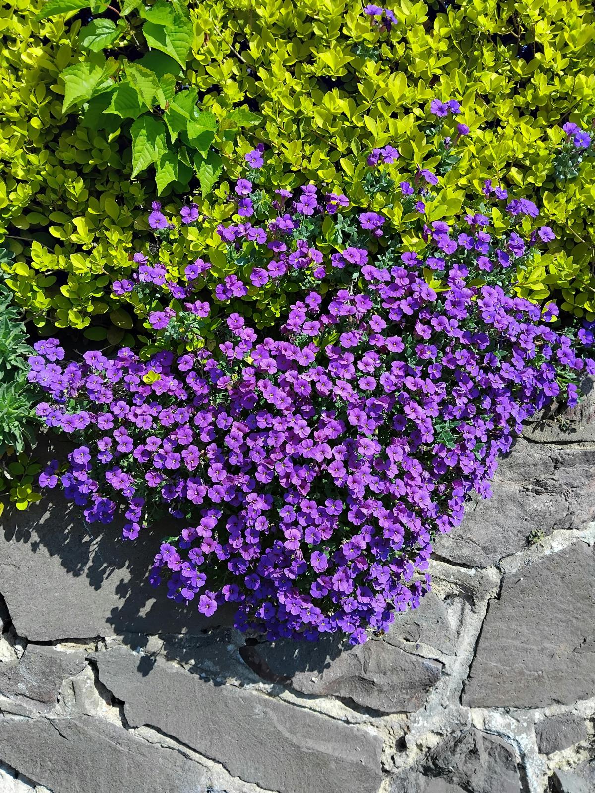 Qi fiori piantare al cimitero / foto pexels.com