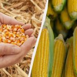 Il periodo migliore per la semina del mais nel 2025: