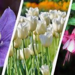 L’esperto nomina 7 piante che vale la pena piantare in