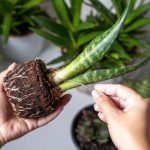 Nominate 7 piante che attirano la fortuna e l’energia positiva